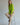 #color_lime