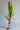 #color_lime